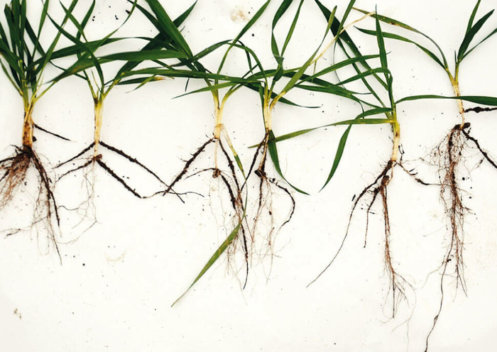 E-VITA PLUS® Wurzelbild E-VITA PLUS® Wurzelbild